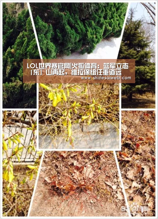 LOL世界赛官网|火狐体育:蓝军立志「东」山再起,维拉保组任重道远(图3) 英雄联盟世界赛